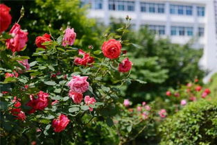 月季花开遍布多个城市，成为市花象征