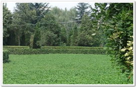 麦冬草坪种植与养护，你了解多少？