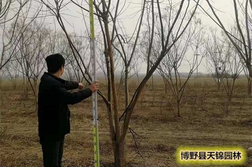 槐树可以嫁接桃花吗？