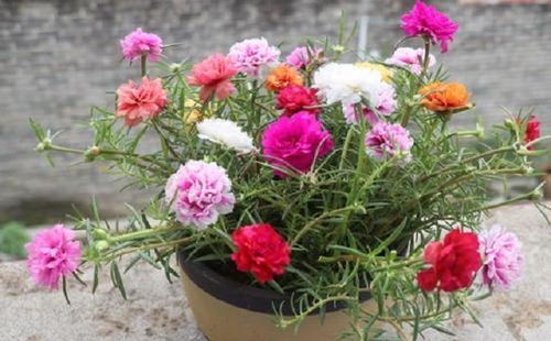 浇水难题：缺水了怎么办？