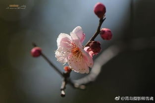 春花：桃花、海棠、柳枝