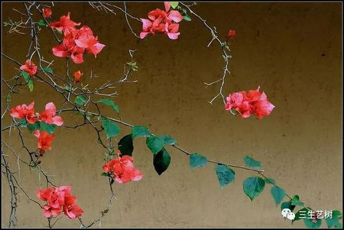 三角梅花语寓意追寻真爱，代表着对美好爱情的执着追求