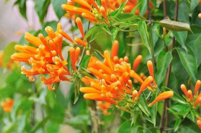 炮仗花生长如何停止？是修剪还是施肥控制