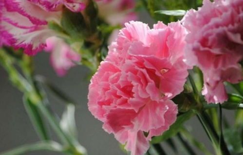五光十色，这花那花