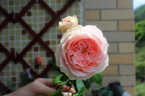 月季的品种，各具特色