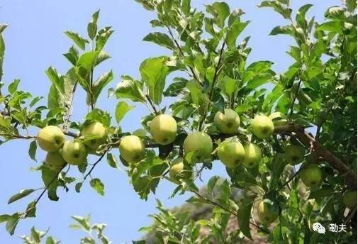 百菌清：水果园里的守护神？