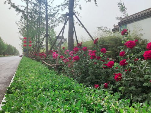 月季园活动丰富，科普知识涨知识！