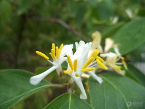 施肥，让金银木花梗精神