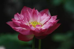 花瓣的形状各不相同