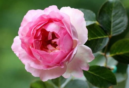 香水门廊， 也是个不错的选择