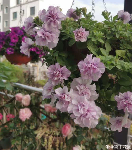 春天开的花儿真多啊！