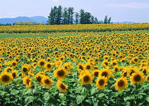 六月份种地， 花海盛宴等你来