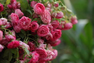 花友们的喜爱， 成为热门品种