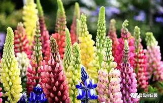 鲁冰花浇水间隔， 就像它的花序一样有韵律