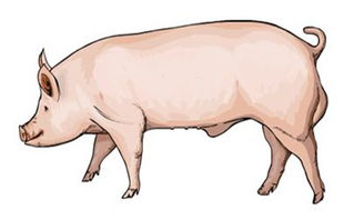 猪患胃溃疡如何预防及治疗，一篇文献全解析？