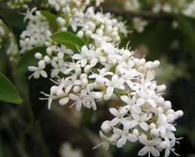 家里养凌霄花，真相大揭秘！