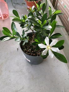 栀子花夏季开花，什么时间开花最香呢
