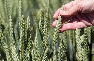 转基因除草剂：双刃剑还是平安宝？