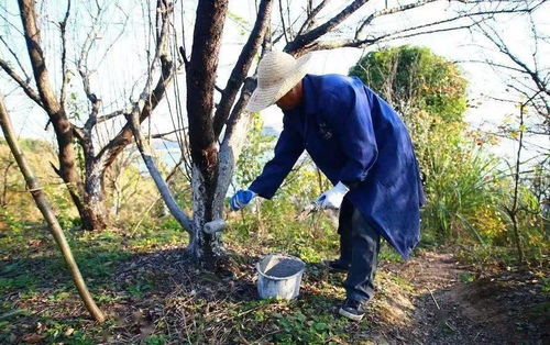 树木的冬装秀：涂白穿裙剪枝抹药大揭秘
