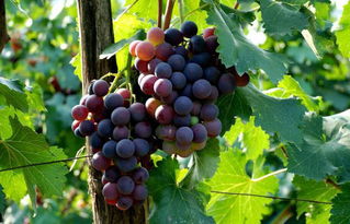 葡萄：酸甜可口，美得不要不要的