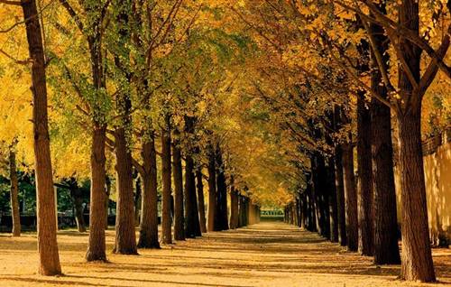 银杏叶，生命的象征