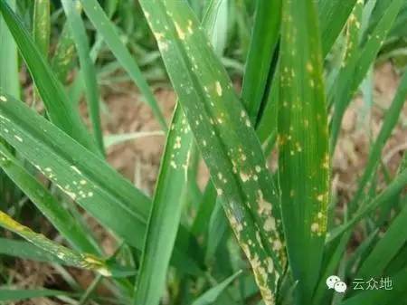 误打除草剂，别慌！我来教你如何补救