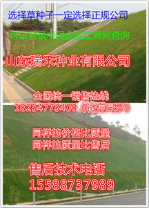 冷季型草， 亲儿子