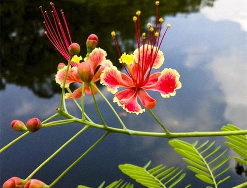 金凤花种植，选肥沃土壤