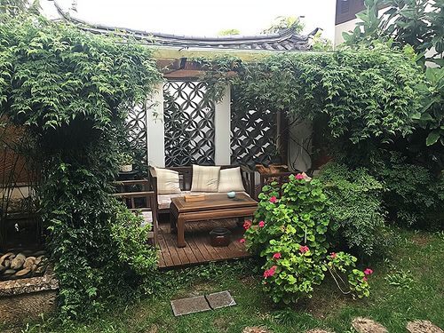 养这3宝花，穷家也能变花园！