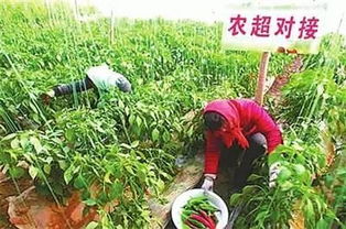 薏米种植应急案例：湖南邵阳合作社挽回60%损失