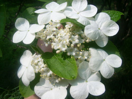 扬州：琼花与木芙蓉，共谱江南风情