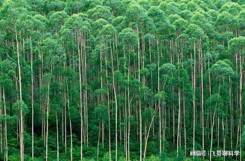 种植方法与注意事项