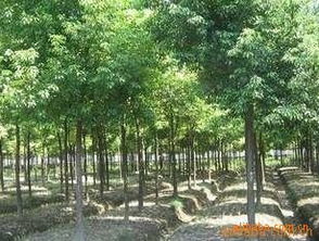 台州药农的教训