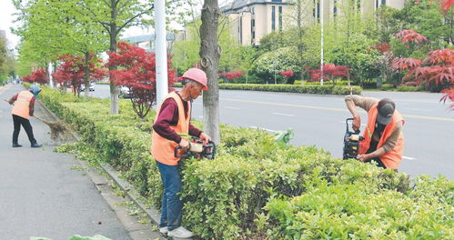 公路边上的绿化树种
