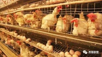 散养蛋鸡中，哪个品种的产蛋率最高，被认为是最佳选择？