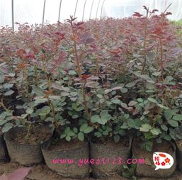 藤本月季特性特点