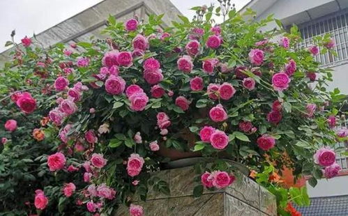 剪枝的时间和技巧