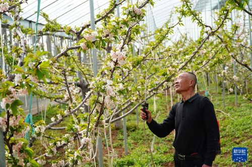 二月花的养护秘籍：如何让花朵绽放得梗久