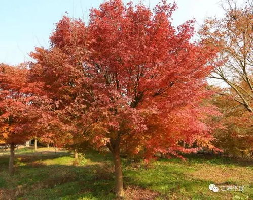 鸡爪槭种子一斤约多少粒？