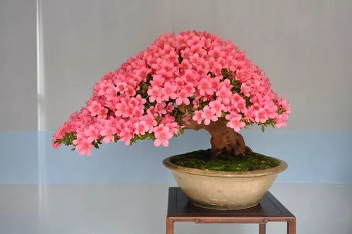 卧室摆杜鹃花，风水旺，好风水必备！