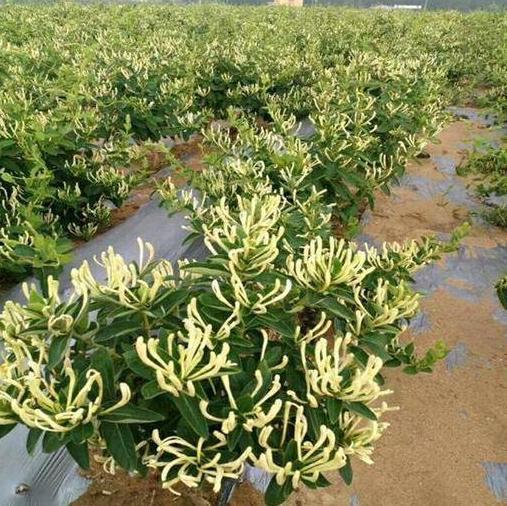 金银花市场价多少一斤？内行人揭秘真实行情