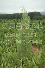 侧柏的价格揭秘