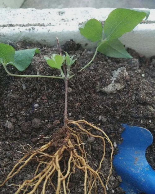 铁线莲裸根种植时如何正确处理根系并避免栽植后生长不良的问题