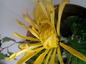 花卉小虫子，如何高效除掉