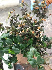 茶花为何一边长新叶一边掉老叶？探究原因及解决方法