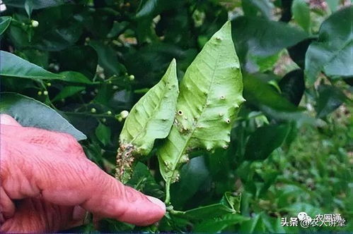 腈菌唑是啥，咋个用？