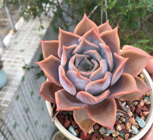 多肉植物如何施肥才能长得又大又肥