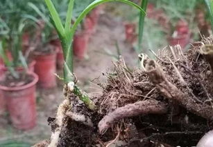 多菌灵是个啥？