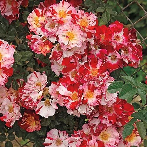 叶片特点：圆圆的， 无刺