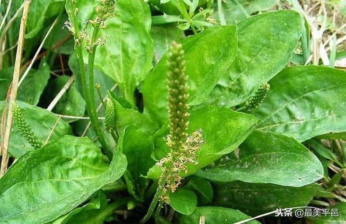 车前草的神奇之旅